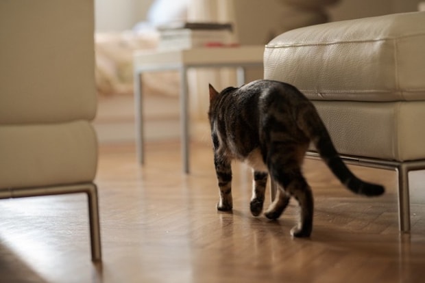 家の中を歩く猫の後ろ姿