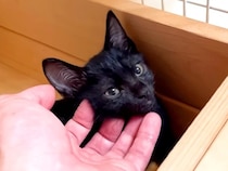 臆病な黒猫の赤ちゃんを保護→１ヶ月後、膝の上に乗せると…悶絶級に可愛い『ポーズ』に「肉球とお目目が愛らしい」「たまらないね」と反響