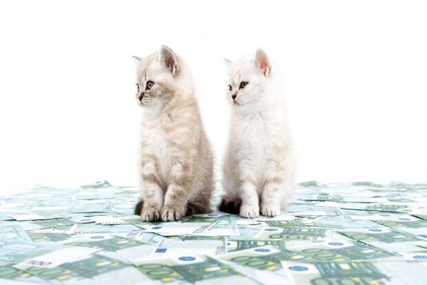 札束の上に座る2匹の子猫