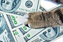 猫たちがもたらす経済効果『ネコノミクス』とは？すべての猫好きが関わる驚きの影響
