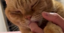 飼い主さんの指をしゃぶる猫→手を動かされると…とんでもなく甘えん坊な『まさかの行動』に悶絶「赤ちゃんだ」「たまらない…」と４万いいね