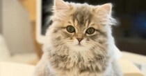 リビングに行くと、テーブルの上に座っていた猫→『お待ちしておりました感』が凄い瞬間に「もはや神々しいｗ」「めっちゃ可愛い」と２万いいね