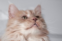 猫の鼻周りに『黒いシミ・ほくろ』ができる原因4つ　病気が隠れていることも？対処法まで解説