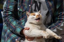 猫を『抱っこ嫌い』にさせる7つの理由　避けるべきNG行為から正しい方法まで解説