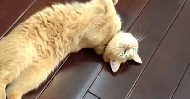 保護猫と暮らし始めて５年→『新築でピカピカだった家』が……変化した『家の様子』に反響「家も成長していくねｗ」「ほっこりｗ」と14万再生