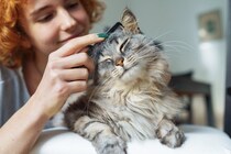 猫と人間の「がん」は似ている点がある？　科学者によるDNA研究で新たな「がん治療法」が発見される可能性も