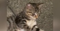 東京の路地裏で『やせ細った野良猫』と出会った結果→４年後…大きく変化した『現在の様子』に感動の声「素敵なお話」「幸せそうでよかった」