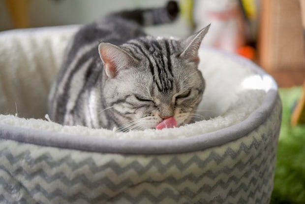 あくびする猫