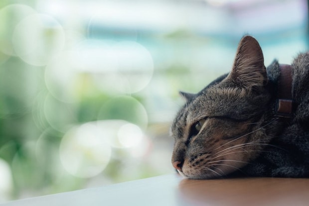 寝そべっている猫の横顔