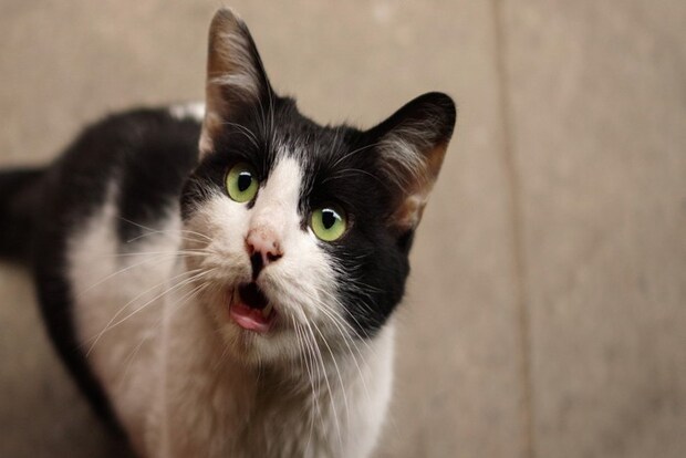 見上げて鳴く猫