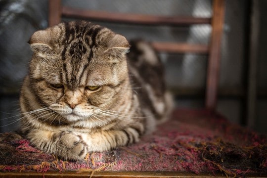 猫が『悲しい』と感じているときのサイン3つ　ネガティブな感情になる原因や適切な接し方まで