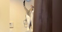 大好きなお兄ちゃんに『かまってほしい猫』→朝の支度中にやって来て…笑ってしまう光景が248万再生「動けないｗ」「猫背になっちゃう～」