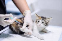 猫の『ワクチン接種』が大切な理由4つ　打つメリットや種類、タイミングも解説