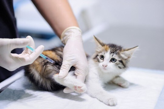 猫の『ワクチン接種』が大切な理由4つ　打つメリットや種類、タイミングも解説