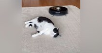 お昼寝中の猫→『ロボット掃除機』が近づいてくると…まさかの光景が2500万再生「す、すごいｗ」「吹いてしまった」「平和な世界」