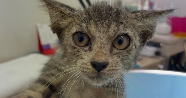 やせ細り、『汚れていた野良猫』を保護→愛情込めて育てた結果…面影がなさすぎる『驚きの変貌っぷり』に「入れ替わった？ｗ」「別ニャンだ」