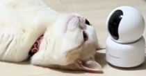 猫が生まれて初めての『床暖房』を体験した結果…「ネコやめすぎｗ」まさかの光景が328万再生「全身で堪能してて笑った」「溶けてるｗ」