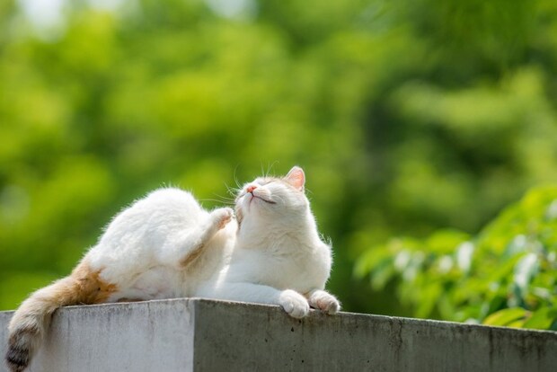 毛繕いしている猫