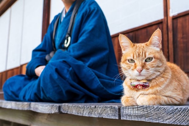 日本猫
