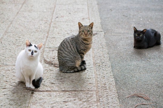 『和猫と洋猫』で異なるポイント4つ それぞれの定義や特徴をご紹介
