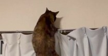 猫が『カーテンレールの上』に行こうとした結果…つい笑ってしまう『まさかの展開』が130万表示「声出たｗ」「悪い子すぎるｗ」と話題