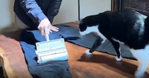服についた『猫の毛』を取ろうとしたら、猫がやって来て…「無限ループで笑った」「永遠に見ていたい」まさかの展開に１万いいねの反響