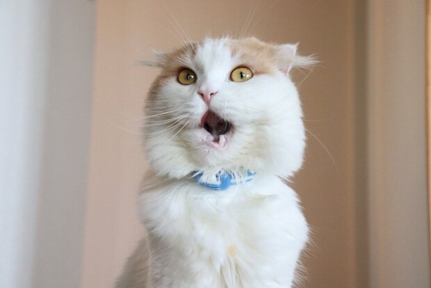 驚いた顔の猫