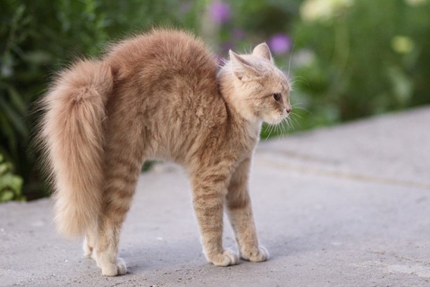 背中を丸める猫