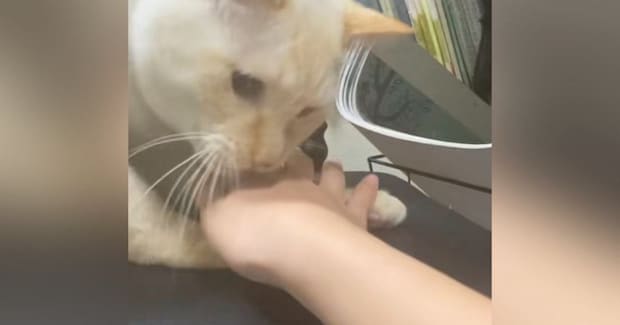 『イスで爪を研ごう』とする猫→手で阻止してみたら…急に始まる『コントのような展開』に爆笑「ジワジワきたｗ」「最後めちゃやりたそうｗ」