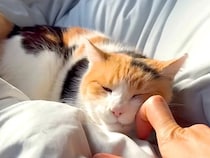 布団の上で飼い主を待つ三毛猫→撫でてあげると…破壊力が高すぎる『愛情表現』に「もはや健康にいい」「間違いなく宇宙一かわいい」と絶賛の声