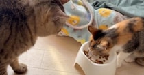 同居猫が食べている『ごはんを見つめる猫』→次の瞬間……賢すぎる『まさかの行動』に「めっちゃ笑った」「頭から行くんじゃないんだ」と反響