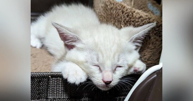 白かった子猫→成長していくと……まさかまさかの『現在の様子』に驚愕の声続出「別の猫やんｗ」「途中まではわかるんだけどｗ」と１万いいね