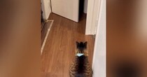 大好きな次男のことを『出待ちする猫』→トイレから出てくると…キュンとくる光景に「前世で恋人同士だったかも」「愛されてるねーｗ」と反響