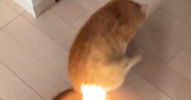 日差しが強い日、猫のおしりに『日光』が当たった結果…ギャグアニメのような『まさかの光景』に８万いいね「地球を救ってほしい」「神々しいｗ」