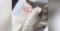小さくて『ぬいぐるみのようだった子猫』が成長した結果…3年後の『激変した様子』が114万再生「おおお！」「とってもハンサム」と話題