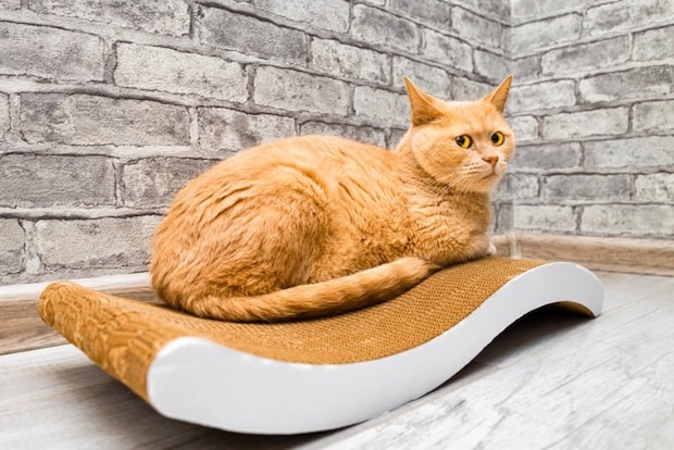 爪とぎの上でくつろぐ猫