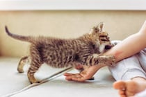 猫に『引っかき癖』がついてしまう原因4つ　行動の裏にある心理や対処法も解説