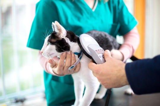 猫と暮らすなら欠かせない『公的手続き』4選　どんな届出や登録が必要になるの？