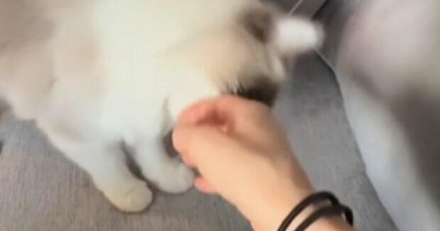 飼い主を『別の場所へと連れていきたい猫』→甘噛みすると…驚きの行動が182万再生「うにゃうにゃ言ってて可愛すぎｗ」「連れていかれたい」