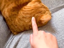 飼い主の帰宅に気づかず、ソファで寝ている猫→起こしてみた結果…反則級に可愛い『リアクション』に反響「おしゃべりが可愛い」「いーなー」