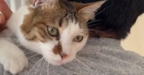 いつもは会社に行ってしまうパパが家にいたら、『甘えん坊な猫』は…とんでもなく尊い『1日の様子』が42万再生「可愛すぎ」「良かったねぇ」