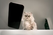 猫が『机の上にある物』を落としたがる理由4つ　意外な心理や取るべき対処法も解説