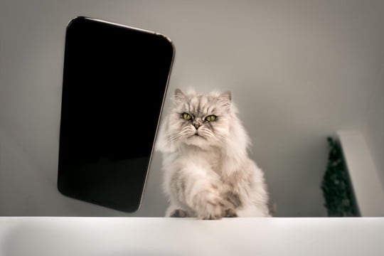 猫が『机の上にある物』を落としたがる理由4つ　意外な心理や取るべき対処法も解説