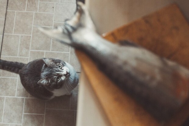 魚を狙う猫