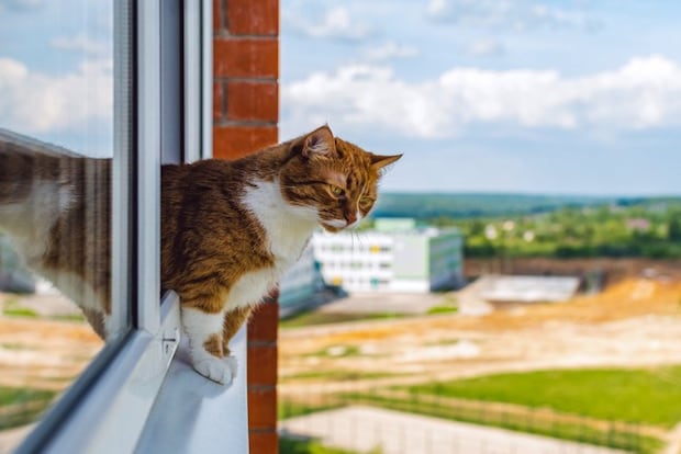 窓から乗り出す猫