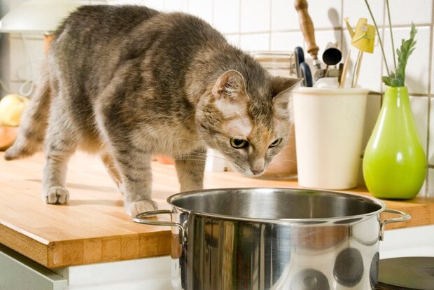 お鍋をのぞく猫