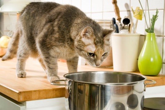 猫の命に関わる『やりっぱなし行動』3つ　トラブルの危険性や注意すべき理由も解説