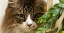 『病院』に行く気配を察知した元野良猫→思わぬ場所に隠れて…可愛すぎる行動に笑顔になる人が続出「野生の勘が鋭いｗ」「丸見えで笑った」