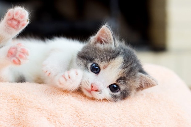 寝転がる子猫