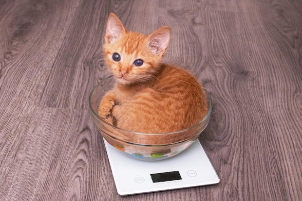 体重計に乗る子猫